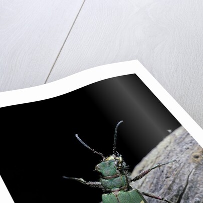 Cicindela campestris (green tiger beetle) by Anonymous