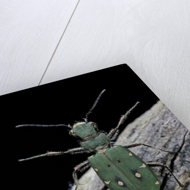 Cicindela campestris (green tiger beetle) by Anonymous