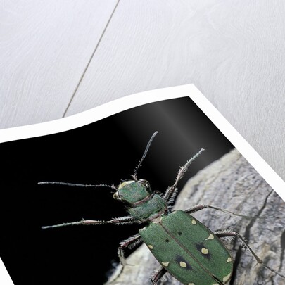 Cicindela campestris (green tiger beetle) by Anonymous