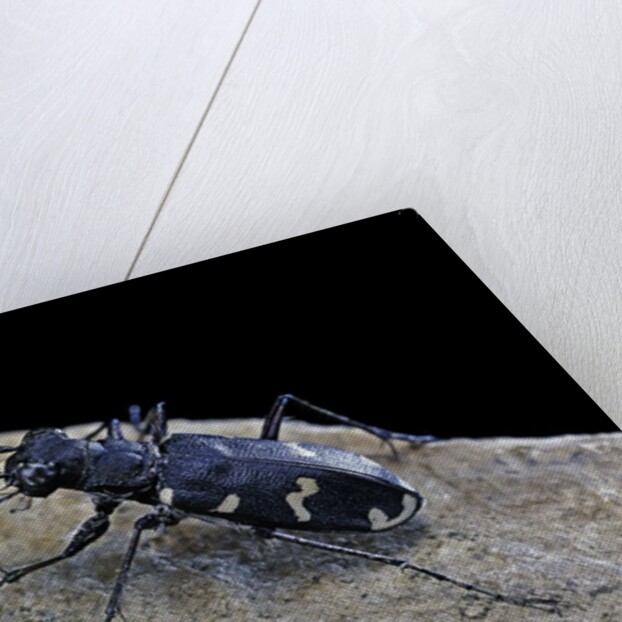 Cicindela hybrida (northern dune tiger beetle) by Anonymous