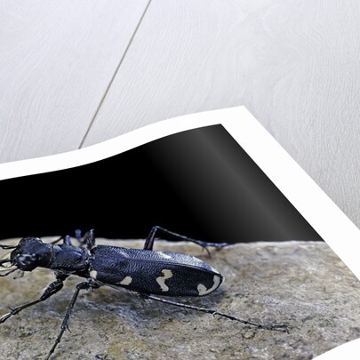 Cicindela hybrida (northern dune tiger beetle) by Anonymous