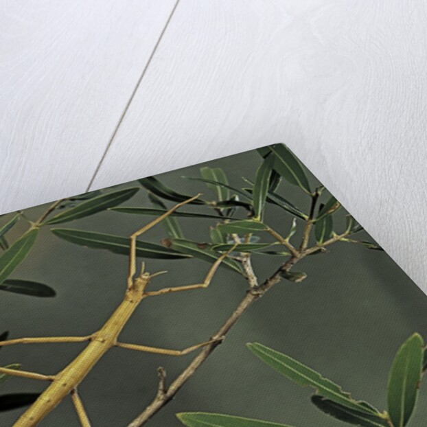 Clonopsis gallica (french stick insect) by Anonymous