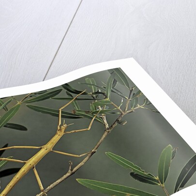 Clonopsis gallica (french stick insect) by Anonymous