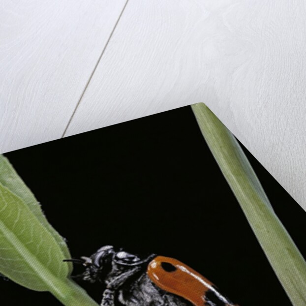Clytra quadripunctata (leaf beetle) by Anonymous