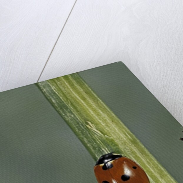 Coccinella septempunctata (sevenspotted lady beetle) - with ant by Anonymous