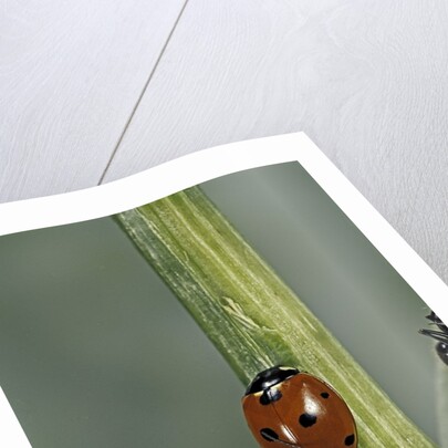 Coccinella septempunctata (sevenspotted lady beetle) - with ant by Anonymous