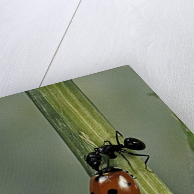Coccinella septempunctata (sevenspotted lady beetle) - with ant by Anonymous