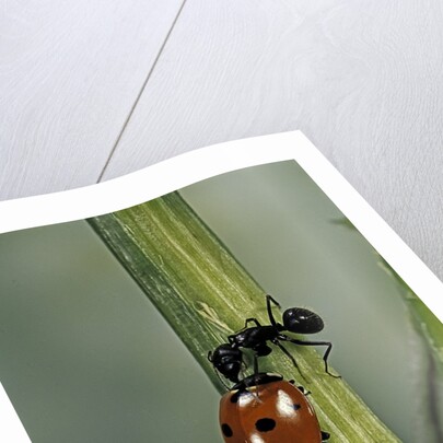 Coccinella septempunctata (sevenspotted lady beetle) - with ant by Anonymous