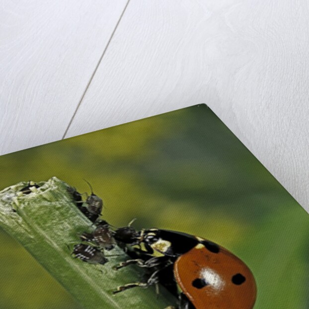 Coccinella septempunctata (sevenspotted lady beetle) - devouring aphids by Anonymous