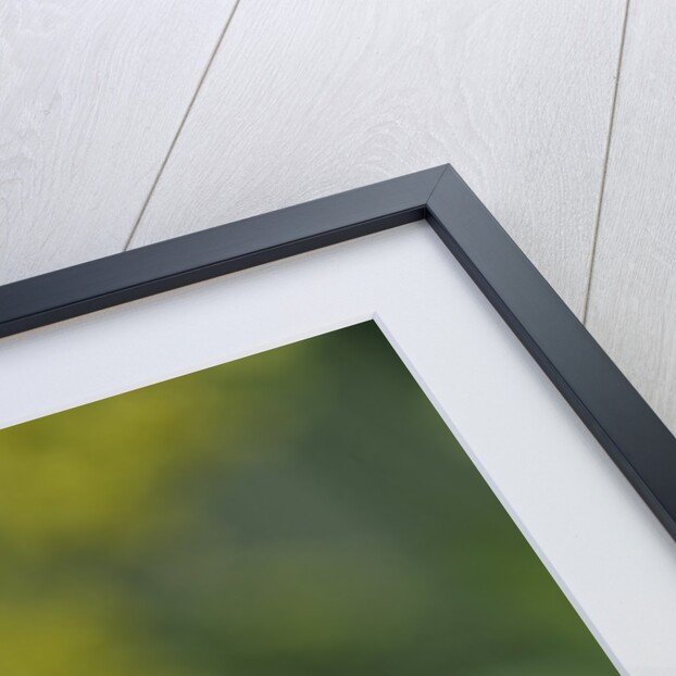 Coccinella septempunctata (sevenspotted lady beetle) - devouring aphids by Anonymous