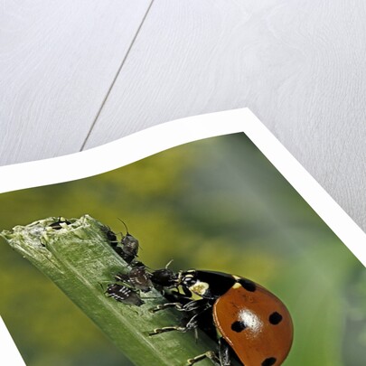 Coccinella septempunctata (sevenspotted lady beetle) - devouring aphids by Anonymous