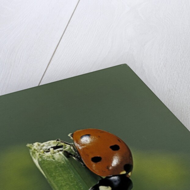 Coccinella septempunctata (sevenspotted lady beetle) - devouring aphids by Anonymous