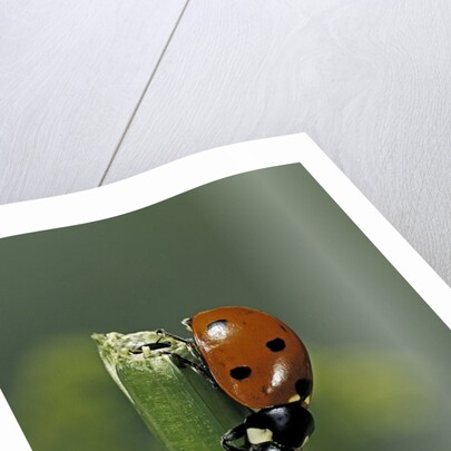Coccinella septempunctata (sevenspotted lady beetle) - devouring aphids by Anonymous