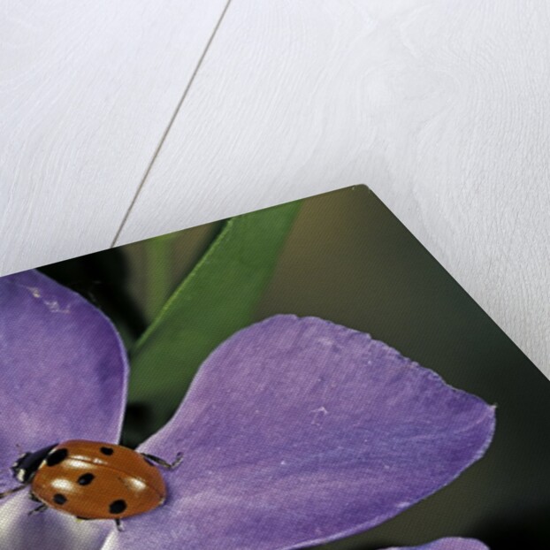 Coccinella septempunctata (sevenspotted lady beetle) - with spider by Anonymous