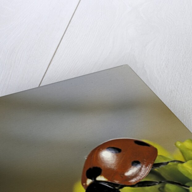 Coccinella septempunctata (sevenspotted lady beetle) by Anonymous