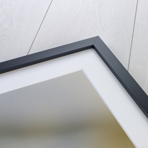 Coccinella septempunctata (sevenspotted lady beetle) by Anonymous