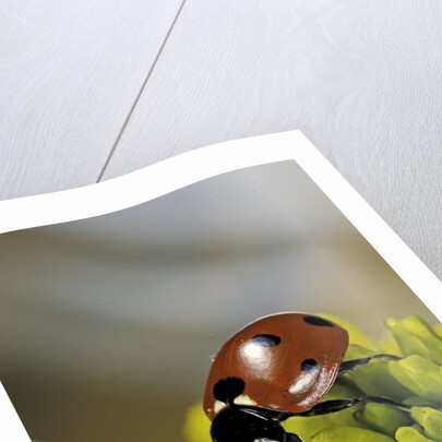 Coccinella septempunctata (sevenspotted lady beetle) by Anonymous