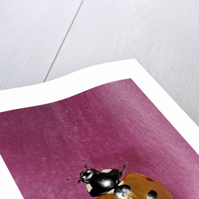 Coccinella septempunctata (sevenspotted lady beetle) by Anonymous