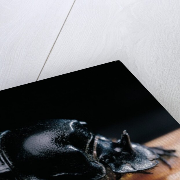 Copris lunaris (horned dung beetle) by Anonymous