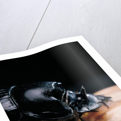 Copris lunaris (horned dung beetle) by Anonymous