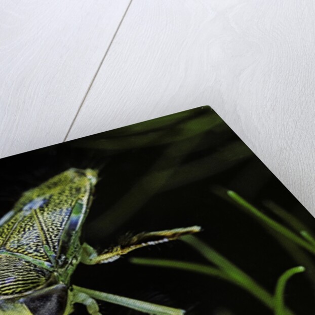 Corixa sp. (water boatman) by Anonymous