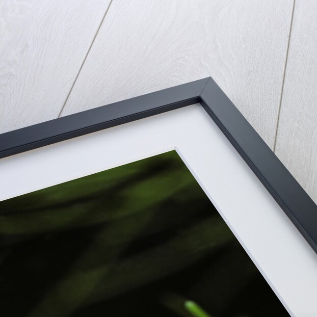 Corixa sp. (water boatman) by Anonymous