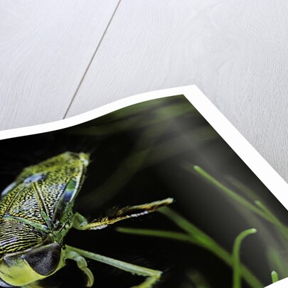 Corixa sp. (water boatman) by Anonymous