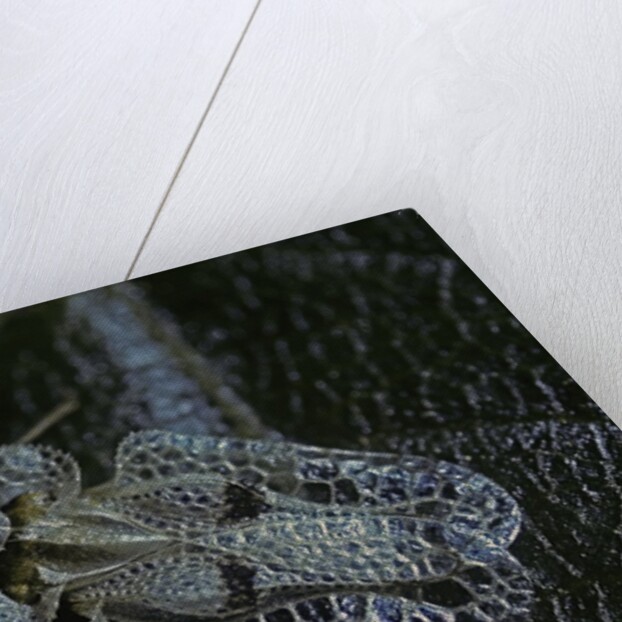 Corythucha ciliata (sycamore lace bug) by Anonymous