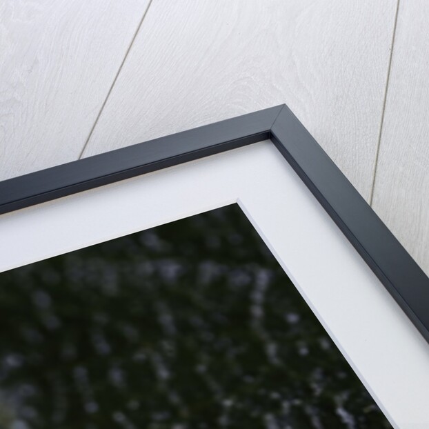 Corythucha ciliata (sycamore lace bug) by Anonymous