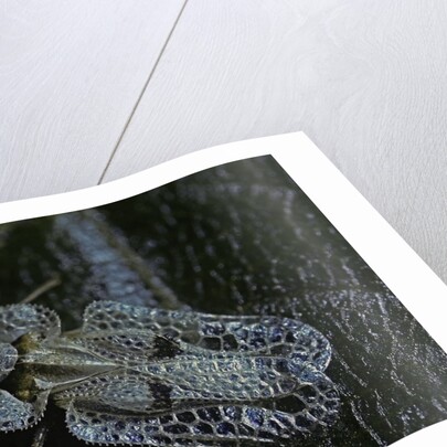 Corythucha ciliata (sycamore lace bug) by Anonymous