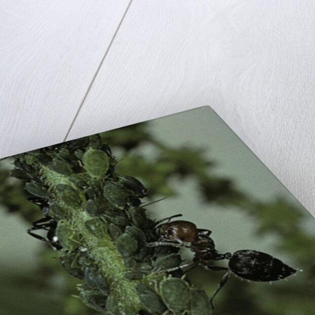 Crematogaster scutellaris - ants with aphids by Anonymous