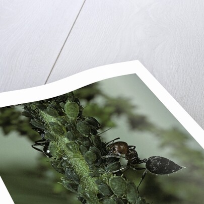 Crematogaster scutellaris - ants with aphids by Anonymous