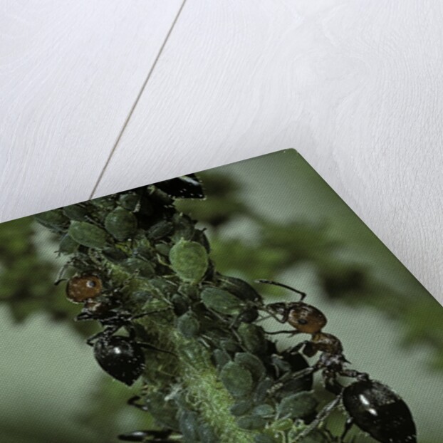 Crematogaster scutellaris - ants with aphids by Anonymous
