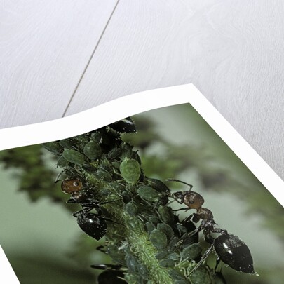 Crematogaster scutellaris - ants with aphids by Anonymous