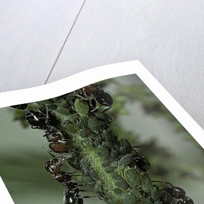 Crematogaster scutellaris - ants with aphids by Anonymous