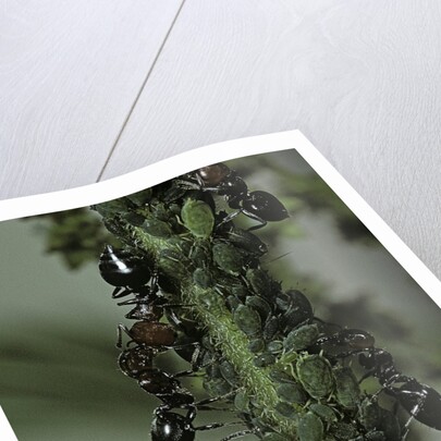 Crematogaster scutellaris - ants with aphids by Anonymous
