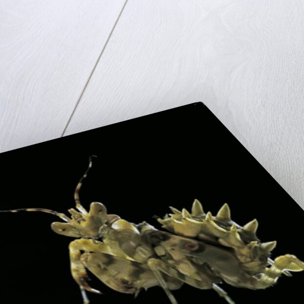 Creobroter gemmatus (jeweled flower mantis) by Anonymous