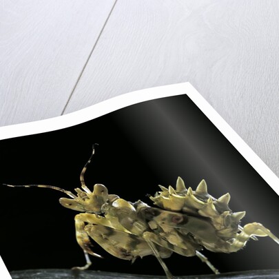 Creobroter gemmatus (jeweled flower mantis) by Anonymous