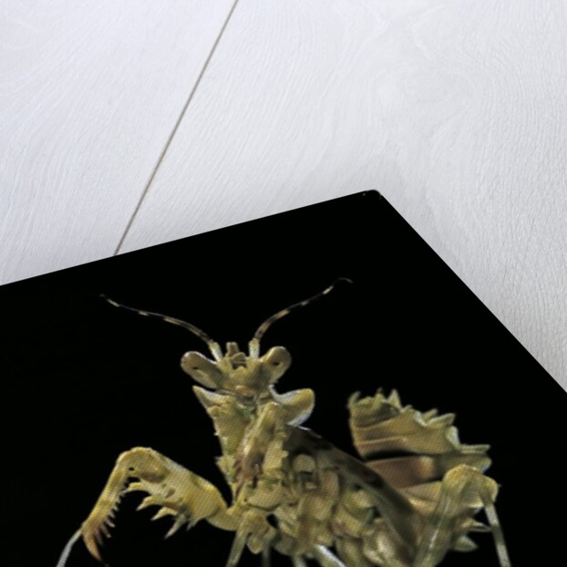 Creobroter gemmatus (jeweled flower mantis) by Anonymous