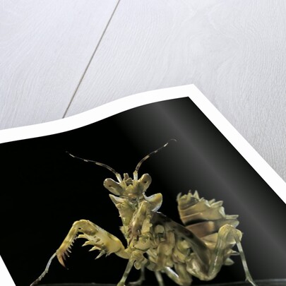 Creobroter gemmatus (jeweled flower mantis) by Anonymous