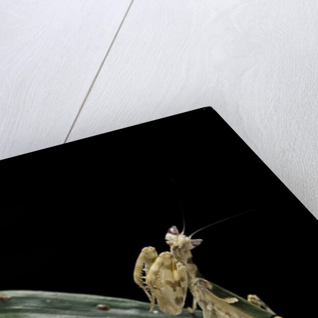 Creobroter gemmatus (jeweled flower mantis) by Anonymous