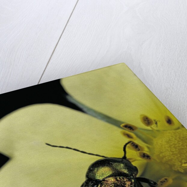 Cryptocephalus sericeus (cylindrical leaf beetles) by Anonymous