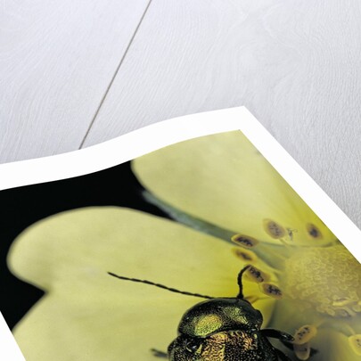 Cryptocephalus sericeus (cylindrical leaf beetles) by Anonymous