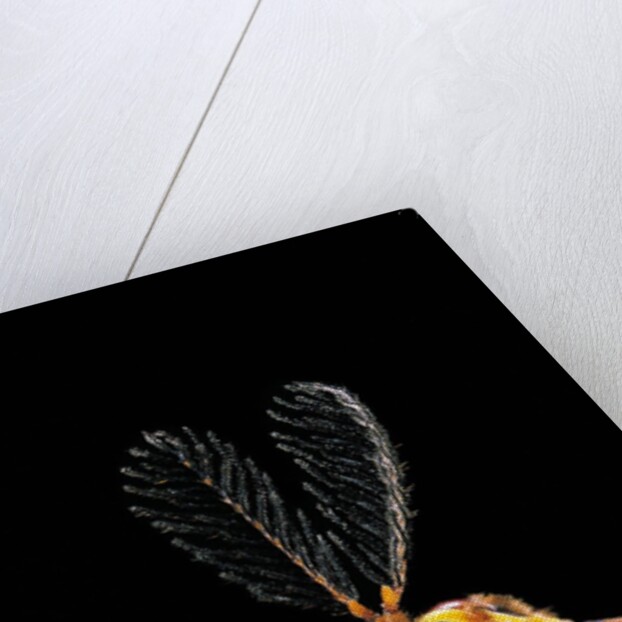 Ctenophora ornata (marked crane fly) - male by Anonymous