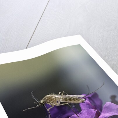 Culex pipiens (common house mosquito) - on a flower by Anonymous