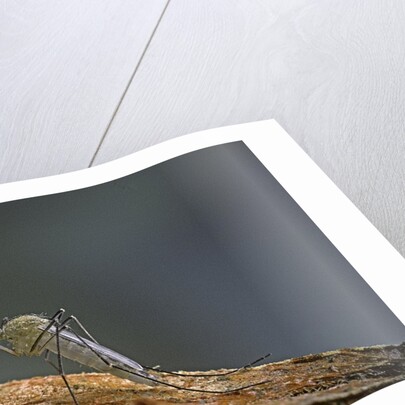 Culex pipiens (common house mosquito) by Anonymous