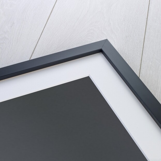 Culex pipiens (common house mosquito) - on a flower by Anonymous