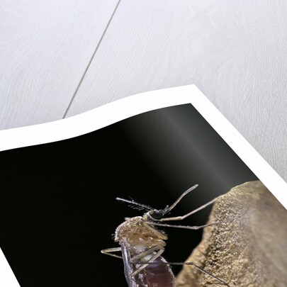 Culex pipiens (common house mosquito) - digesting its blood meal by Anonymous