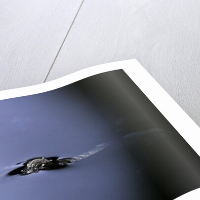 Culex pipiens (common house mosquito) - emerging (a2) by Anonymous