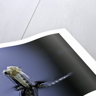 Culex pipiens (common house mosquito) - emerging (a5) by Anonymous
